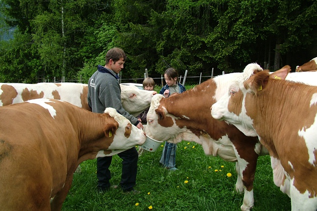 richtiger Bauernhof mit Milchwirtschaft